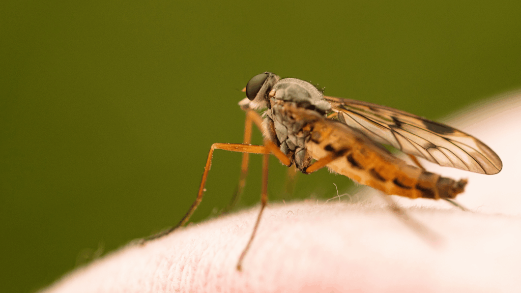 A close-up image of a mosquito on knitwear.